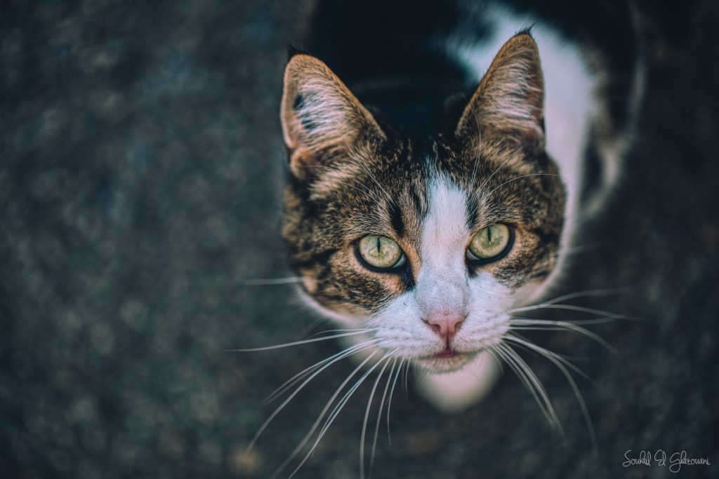 Le regard d'un chat passioné