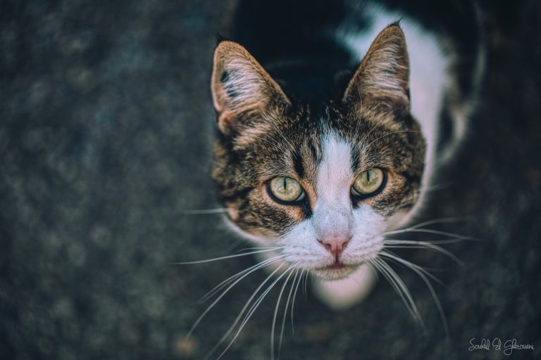 Le regard d'un chat passioné